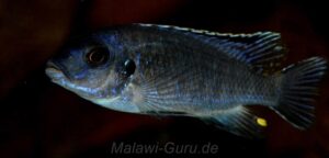 Petrotilapia pyroscelos 'Chizumulu Island'